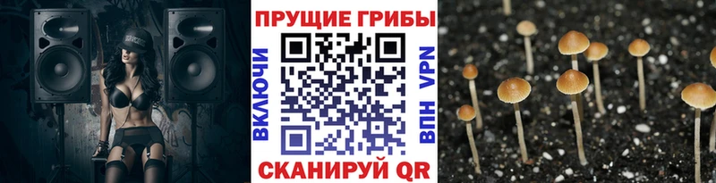 Галлюциногенные грибы MAGIC MUSHROOMS  Хадыженск 